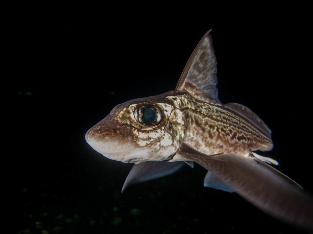 Химера фото рыбы. Европейская Химера рыба. Chimaera monstrosa. Химера рыба заяц. Рыба Химера морской заяц.