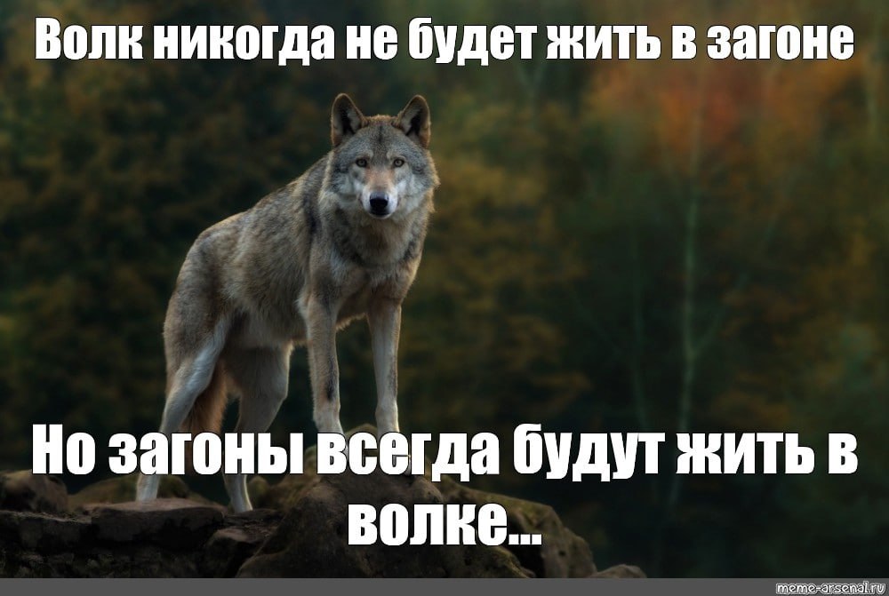 Депрессия и загоны загоны песня. Волк Мем. Мемы с волками. Волчьи мемы. Волк это волк Мем.